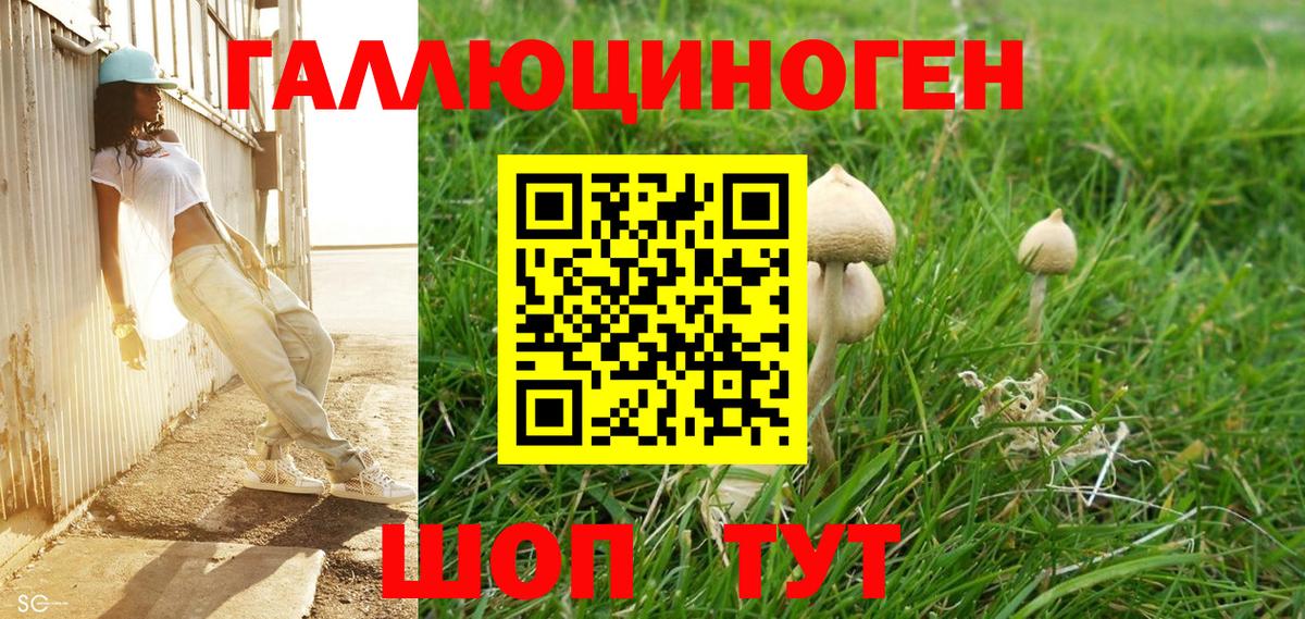 Псилоцибиновые грибы Cubensis  Вход с VPN  Саяногорск 